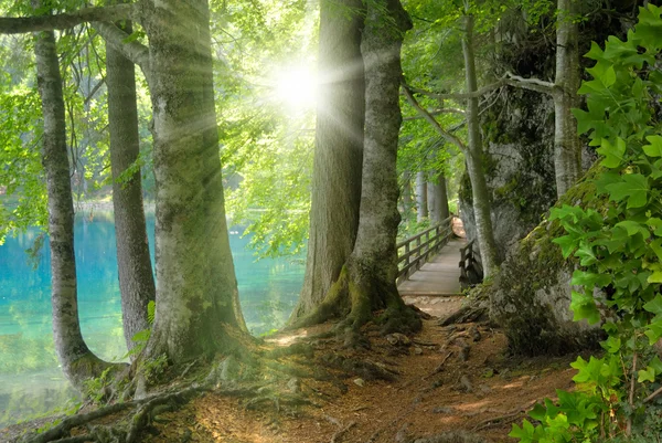 Paisagem florestal com água azul-turquesa e sol — Fotografia de Stock