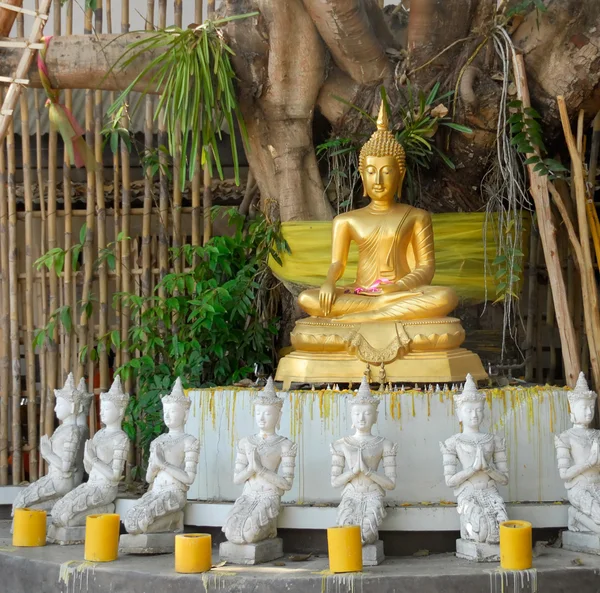 stock image Golden Buddha under a Bodhi tree