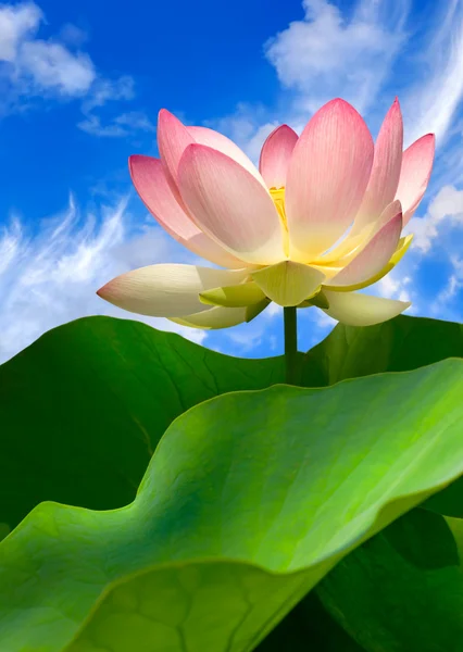 stock image Pink water lily and beautiful sky