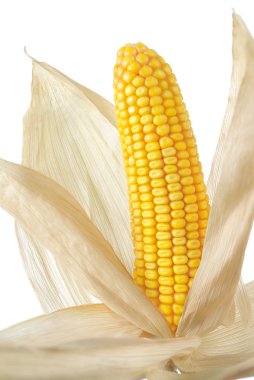 Whole corn cob with husk clipart