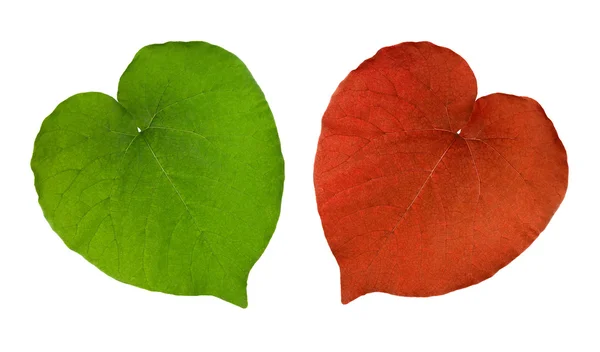 Two Perfectly heart-shaped leaves — Stock Photo, Image