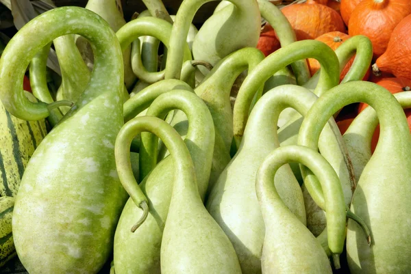 Abóboras verdes brilhantes ornamentadas — Fotografia de Stock