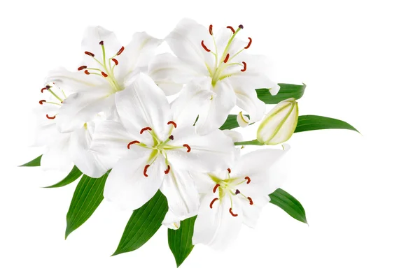 Parta velkých bílých lilií, samostatný — Stock fotografie
