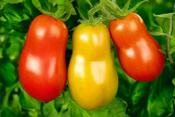 Três tomates seguidos antes da colheita — Fotografia de Stock