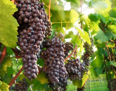 Ripe red grapes in a vineyard clipart