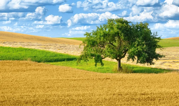 Paisagem rural colorida com árvore única — Fotografia de Stock