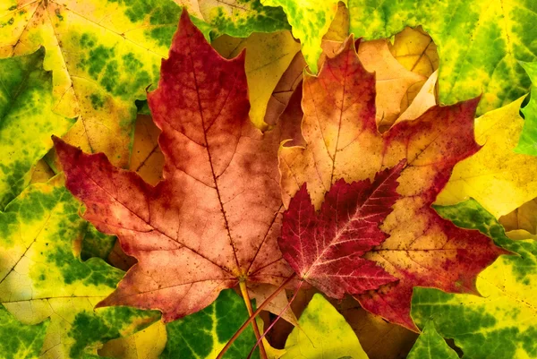 Vivid autumn leaves arrangement — Stock Photo, Image
