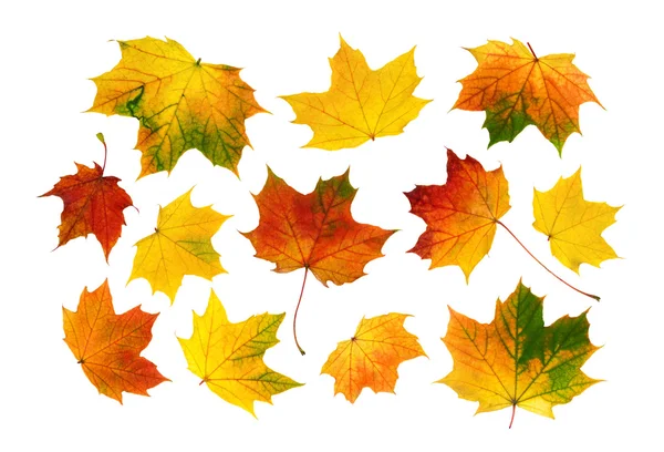 Set di foglie autunnali colorate — Foto Stock