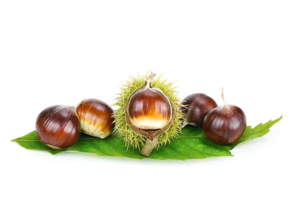 Fresh shiny chestnuts on a leaf — Stock Photo, Image