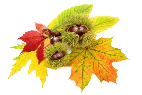 Arreglo con hojas de otoño y castañas — Foto de Stock
