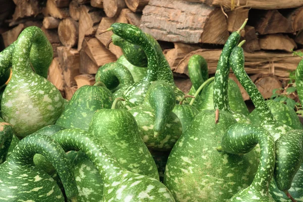 Spotted ornamental green pumpkins — Stock Photo, Image