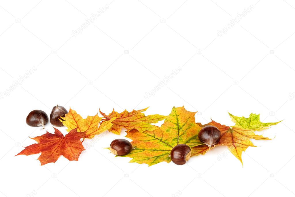 Arranged fallen down leaves and chestnuts on white