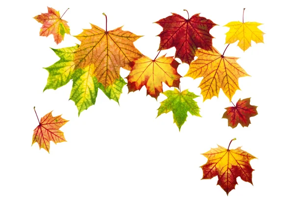 Барвисте осіннє листя падає вниз — стокове фото