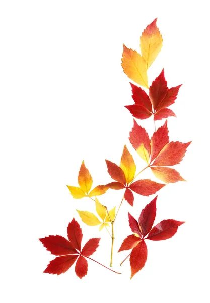 Ordenación ordenada de las hojas de otoño — Foto de Stock