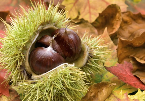 Fresh chestnuts and autumn leaves — Stock Photo, Image