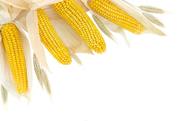 Граница кукурузы и пшеницы на белом — стоковое фото