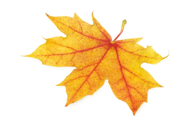 Foglia d'autunno dorata perfetta — Foto Stock