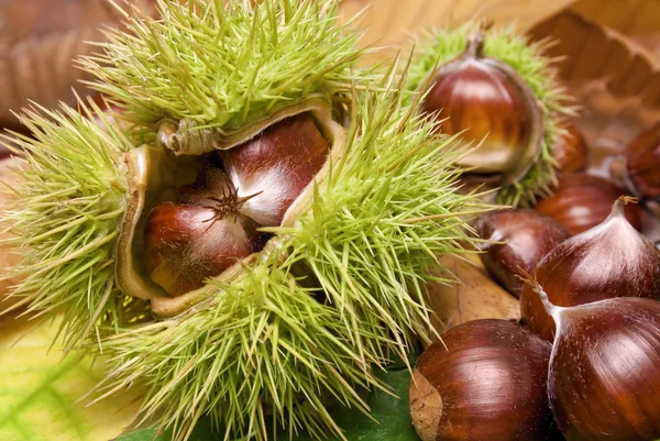 Fresh neat chestnuts on fallen leaves — Stock Photo, Image