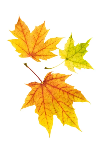 Τακτοποιημένη πολύχρωμα φύλλα του φθινοπώρου — Φωτογραφία Αρχείου