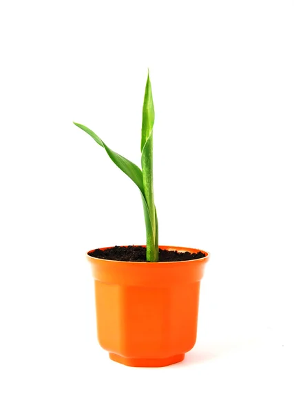 stock image Young plant in orange pot