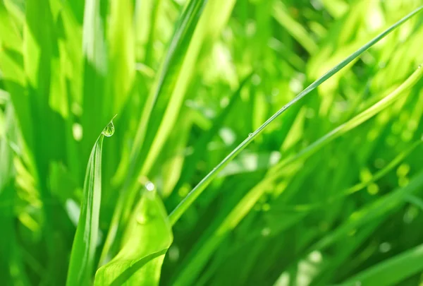 stock image Green grass abstract background