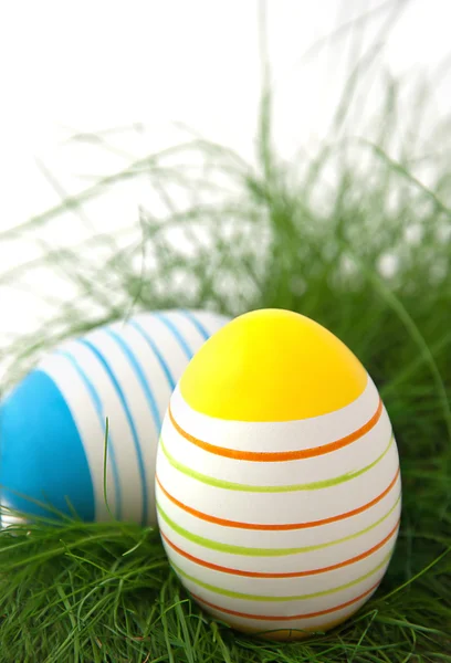 Uova di Pasqua in erba verde su sfondo bianco — Foto Stock