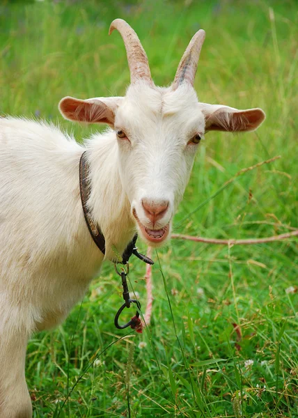 stock image A goat