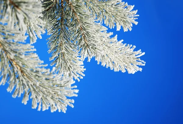 stock image Winter pine