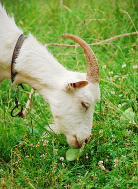 Goat's profile clipart