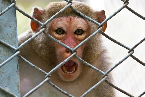 Smutny małpa — Zdjęcie stockowe