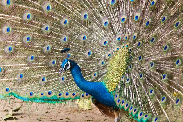 Thai Peacock espalhar as penas da cauda para fora . — Fotografia de Stock