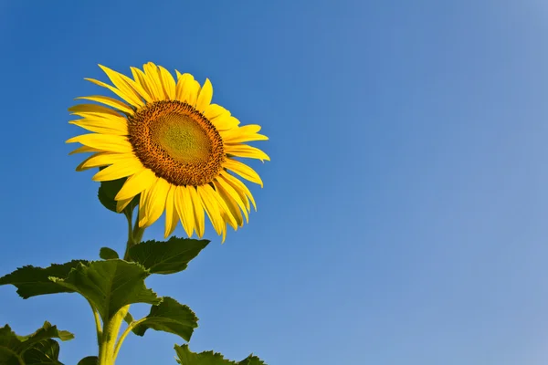 Kvetoucí slunečnice na modrém nebi pozadí — Stock fotografie