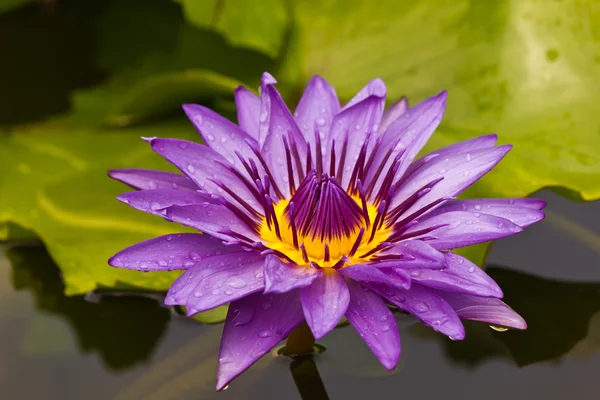 Beautiful blooming violet water lily — Stock Photo, Image