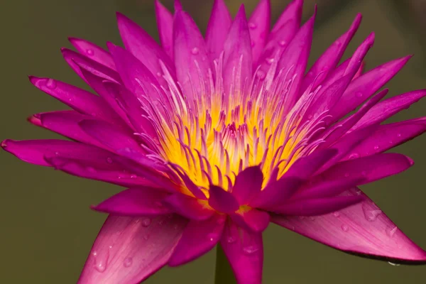Tutup bunga bakung air merah muda — Stok Foto
