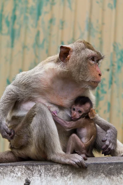 Monkey and its baby sitting on the wall Stock Photo