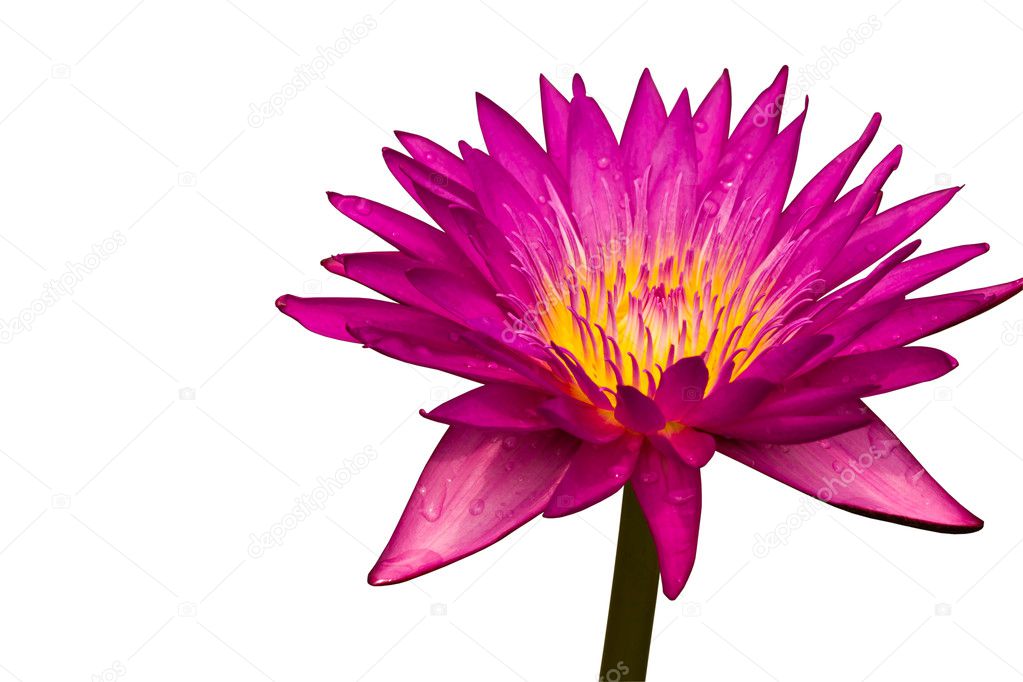Pink lotus, Water lily