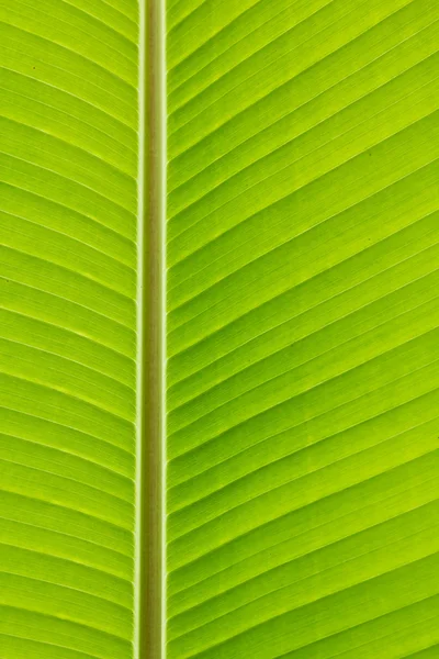 新緑バナナの葉 — ストック写真