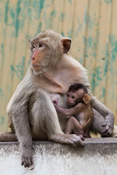 Monkey and its baby sitting on the wall Royalty Free Stock Images