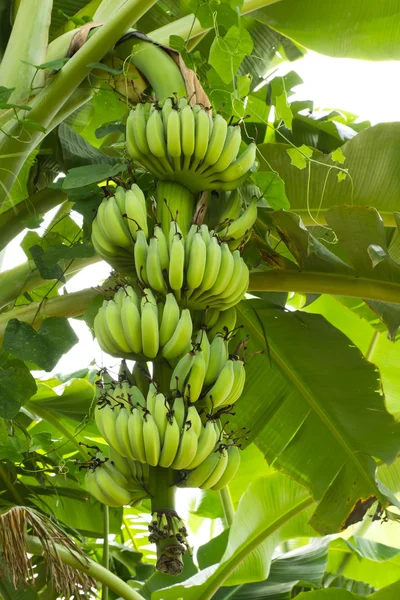Green banana hanging on brunch banana tree — Stock Photo, Image