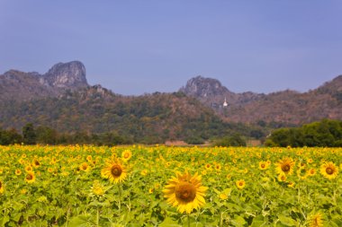 Field of sunflower with mountains background in Lopburi, Thailan clipart