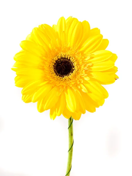 Yellow flower isolated over — Stock Photo, Image