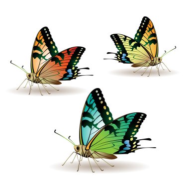 Butterfly collection clipart