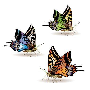Butterfly collection clipart