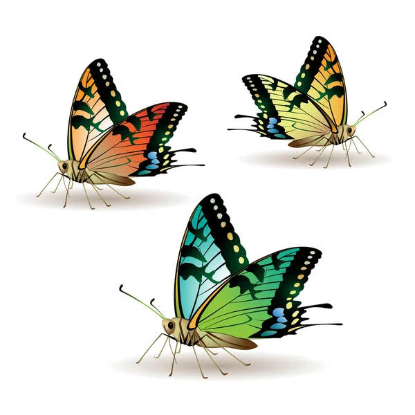 Kolekce Butterfly — Stockový vektor
