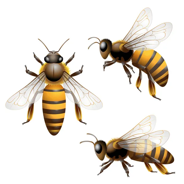 Bal arısı — Stok Vektör
