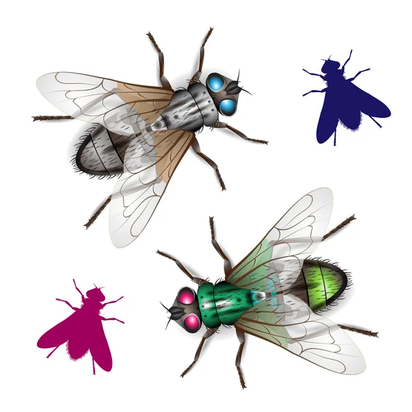 Комнатная муха — стоковый вектор