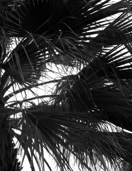 Foto in bianco e nero delle palme — Foto Stock © tipchai #43826341