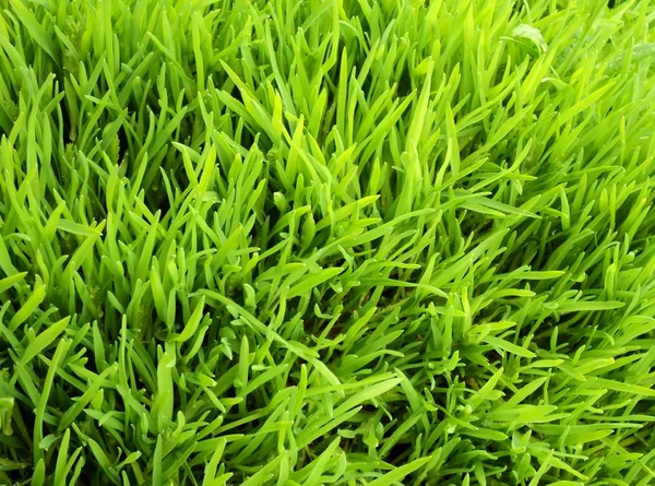 Новая трава — стоковое фото