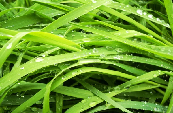 Трава после дождя — стоковое фото