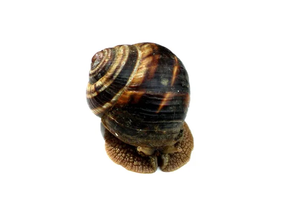 stock image Curious snail